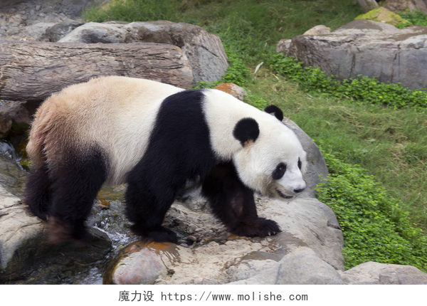 可爱的大熊猫在石头上行走巨大的熊猫 (白色的熊猫)。巨大的熊猫, 或竹熊, 是熊家族的哺乳动物, 有一种特殊的黑白相间的羊毛。一个大熊猫白色的主要背景颜色, 但眼睛周围有黑点 ("眼镜") 和黑色